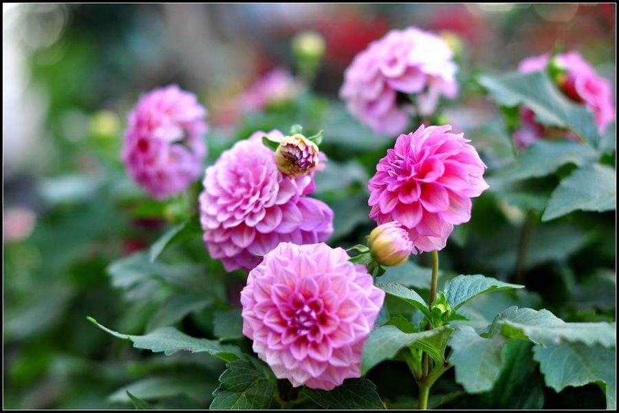 100种漂亮的夏花图片,30种夏花图片大全