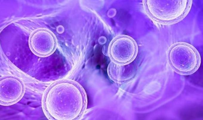 修复女性卵巢功能用哪种干细胞,卵巢有修复能力吗