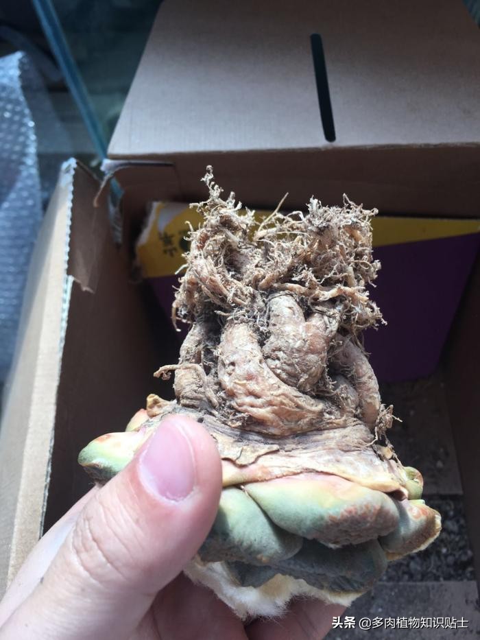 仙人掌什么情况下修根,怎么给仙人掌修形