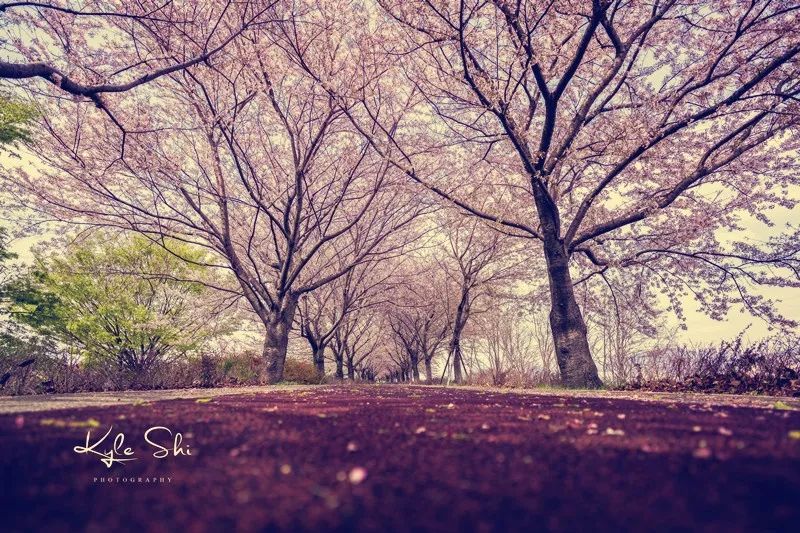 樱花季去京都怎么避免人太多,樱花季去日本旅行