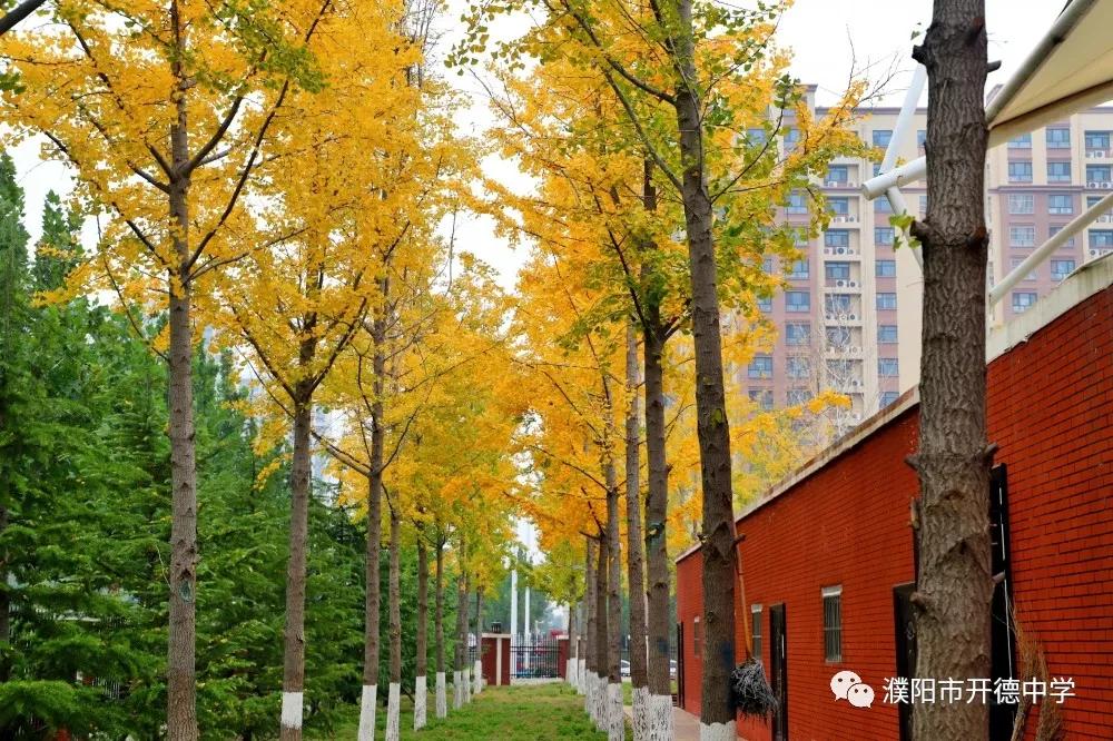濮阳市开德中学图片,濮阳华龙区开德中学