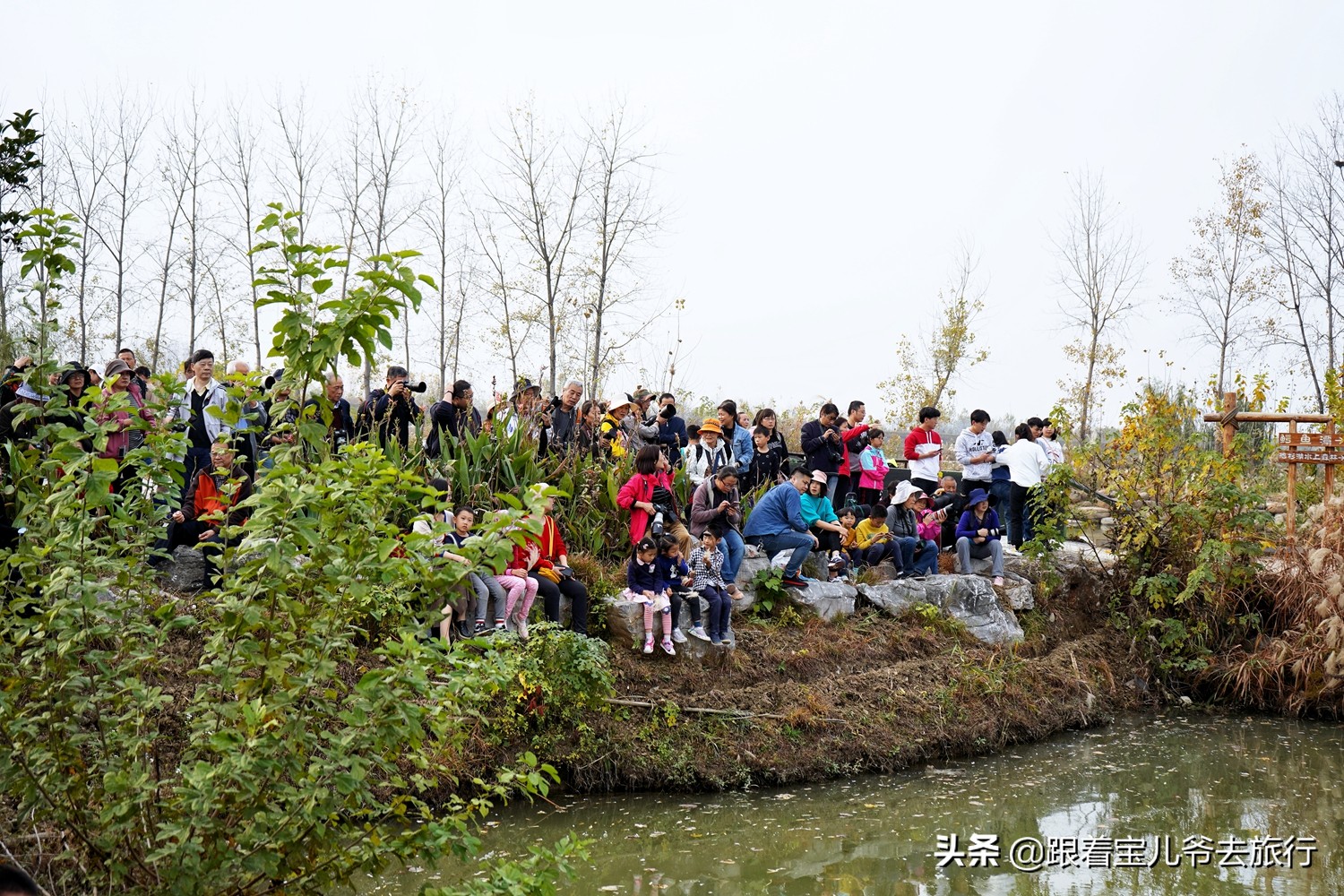 南京燕雀湖水杉林,南京秋天水杉林