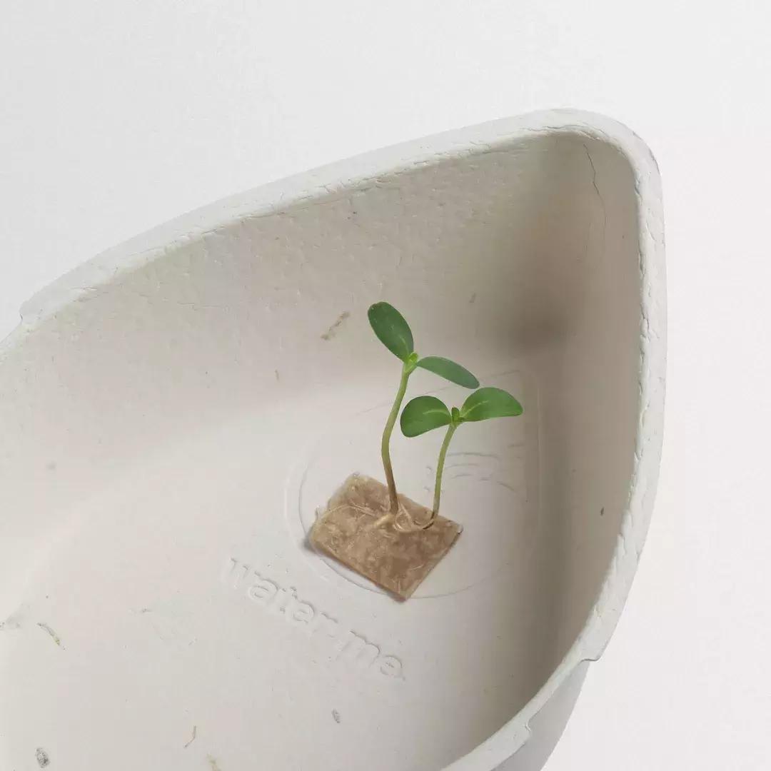 2019红点品牌与传达设计大奖——包装类获奖榜单完整版出炉