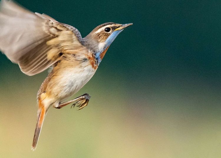 情人岛拍摄地点,情人岛航拍视频