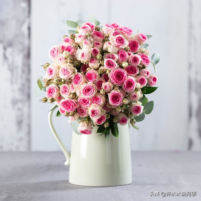 月季常见4种病,月季黑杆病怎么处理