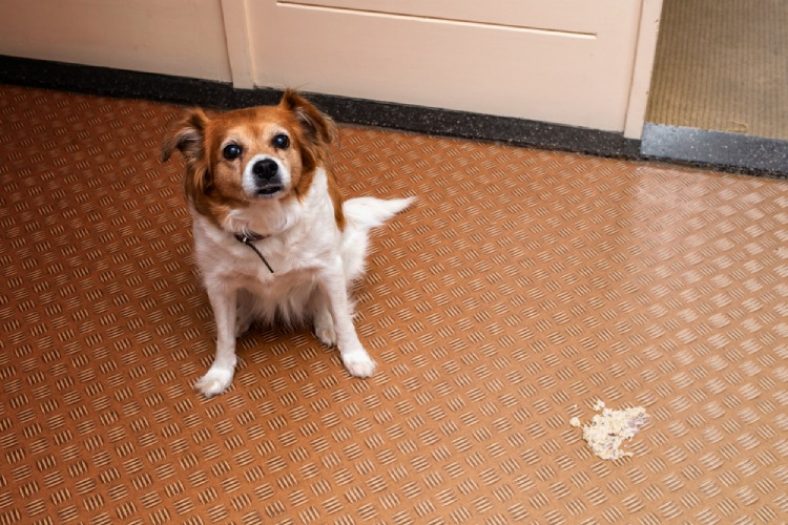 狗狗呕吐怎么办教你看呕吐物判断,狗狗呕吐是什么原因怎么治疗