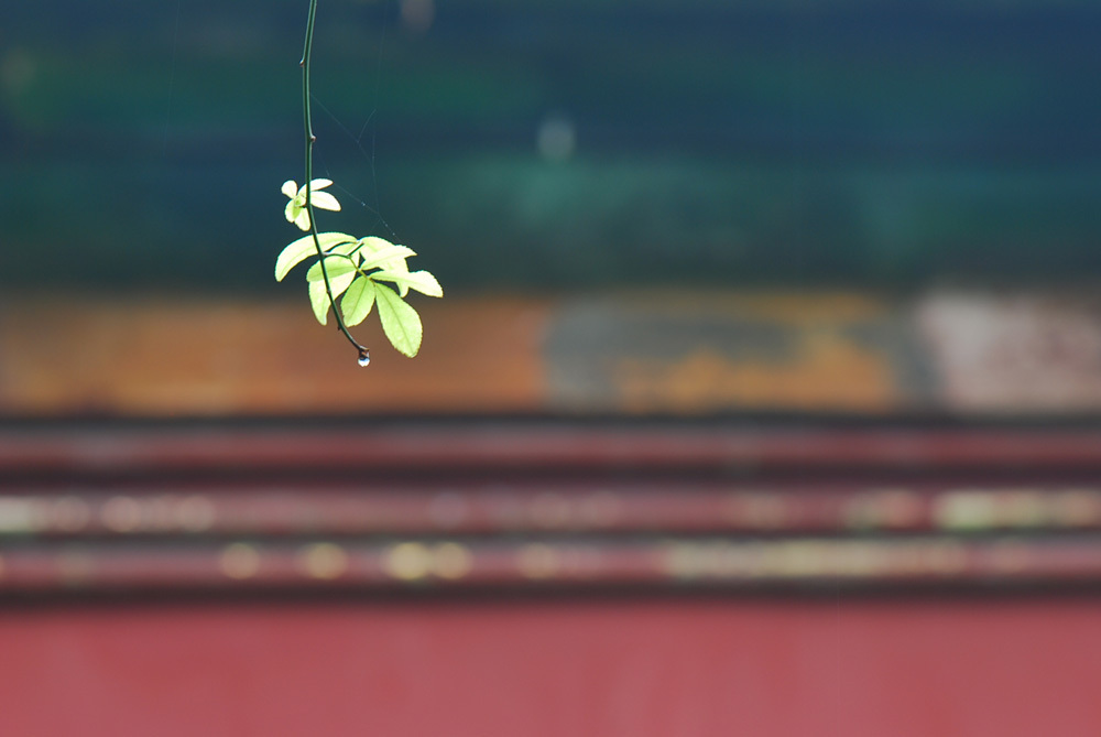 散文雨荷的朗诵,散文《雨》