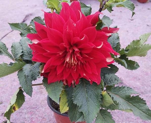 大丽花叶子发黄怎么急救,大丽花地栽以后黄叶