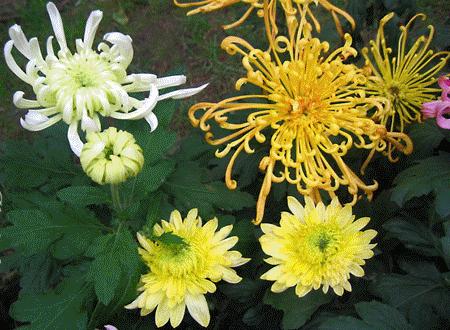 都闪开！这才是最牛逼的菊花宝典