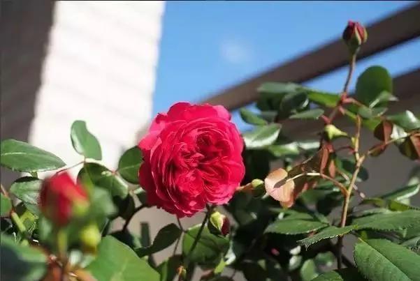 给大家介绍一下玫瑰品种,玫瑰的品种及特点介绍