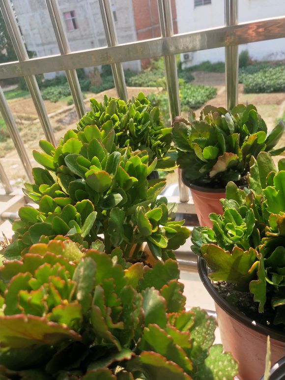 养花草叶子蔫了怎么办,养了3年的长寿花如何养护