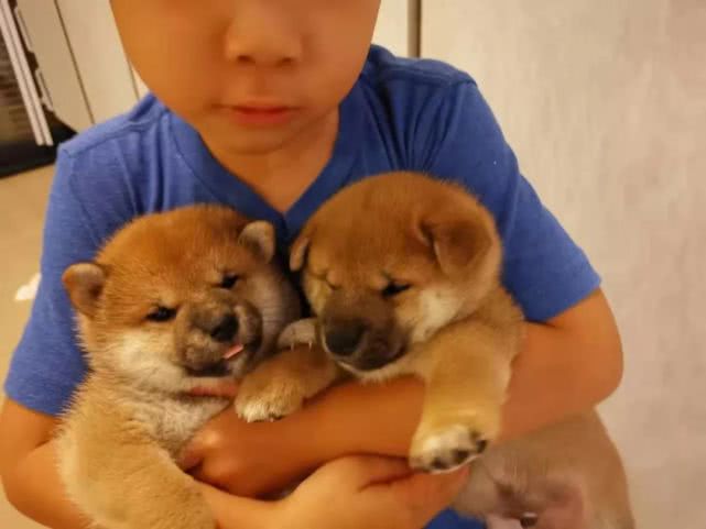 吸尘器遗珠||如此能打的保洁王者，我差点就错过了