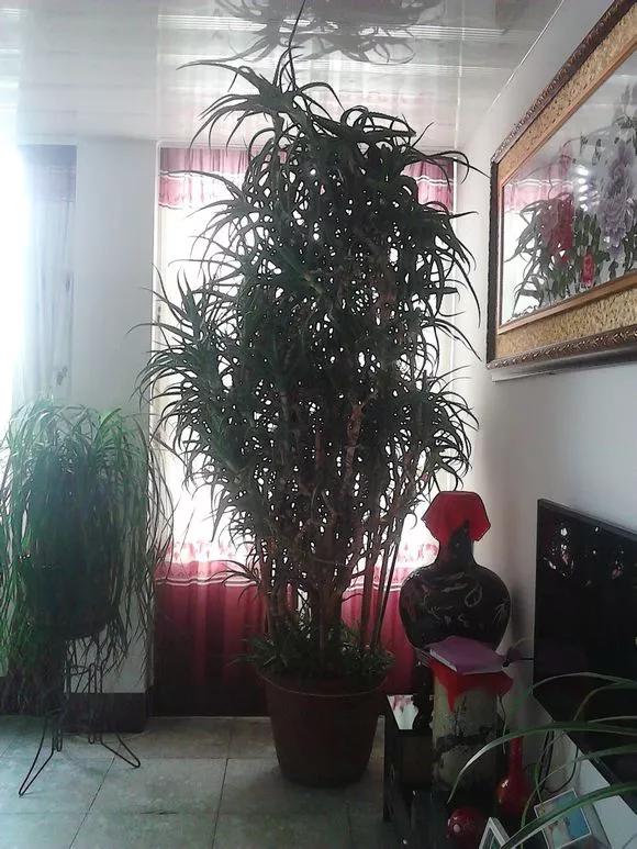 三种花插花技巧视频教程,三种花的教程