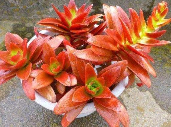 多肉叶子徒长处理办法视频,多肉叶子发绿怎么处理