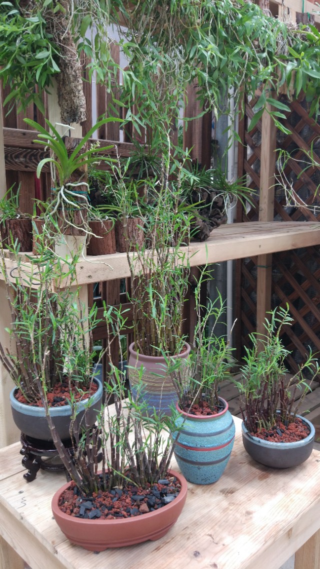 种植石斛兰的正确方法,石斛兰如何种植长得好看