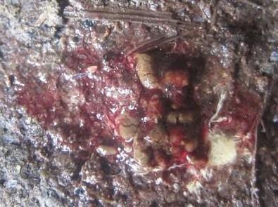 鸡球虫拉血便怎样止血,鸡拉血是什么原因用什么药