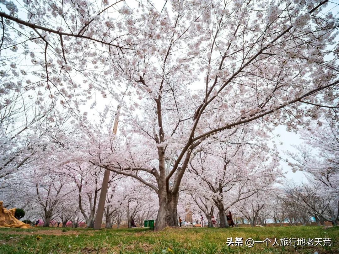 北方这座海滨老城，樱花不输日本，浪漫更胜巴黎