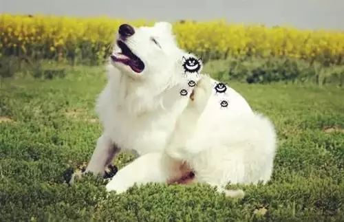 狗狗经常挠痒用什么药好,狗狗经常挠痒下巴