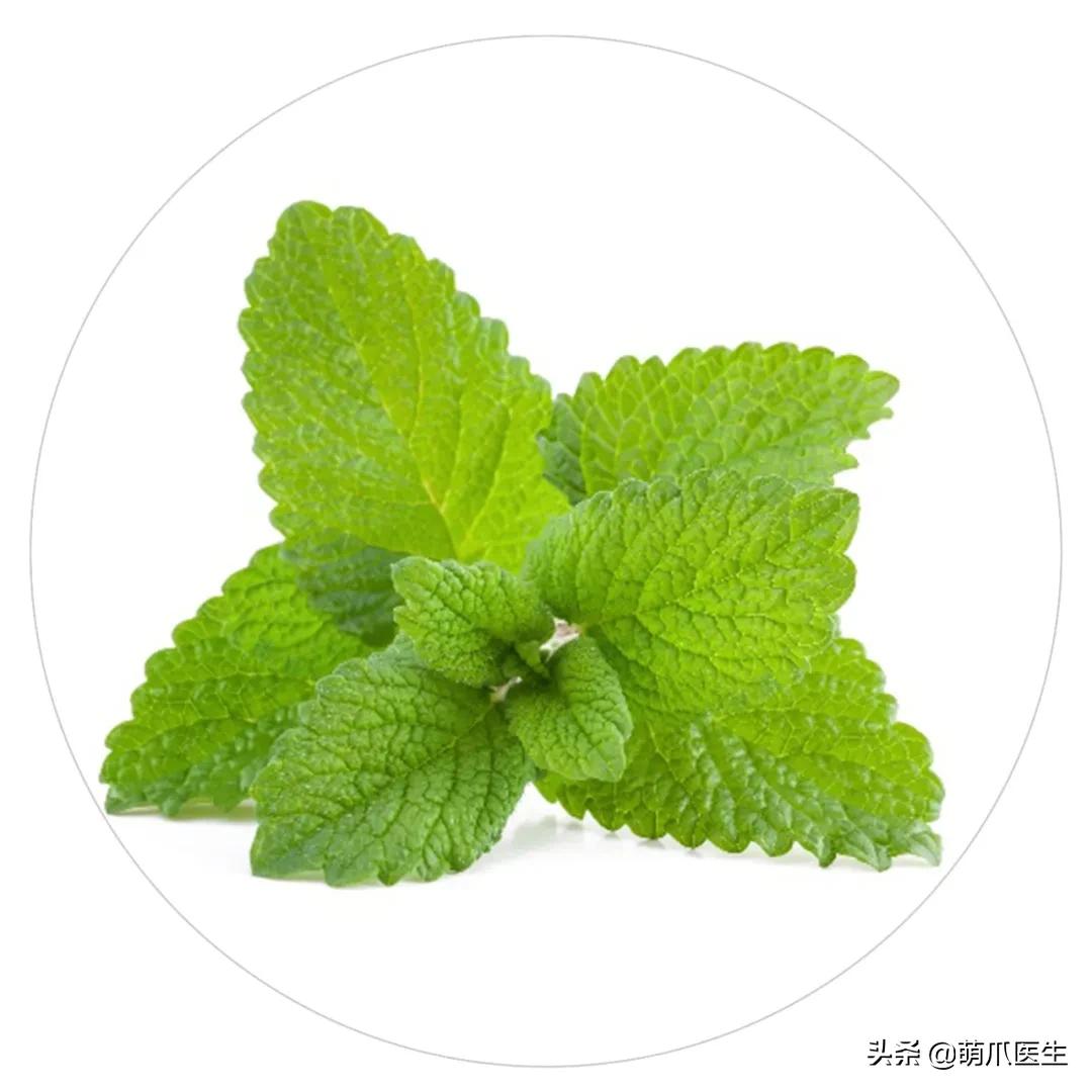 养了猫还适合养鹦鹉吗,养了猫还能养松鼠吗