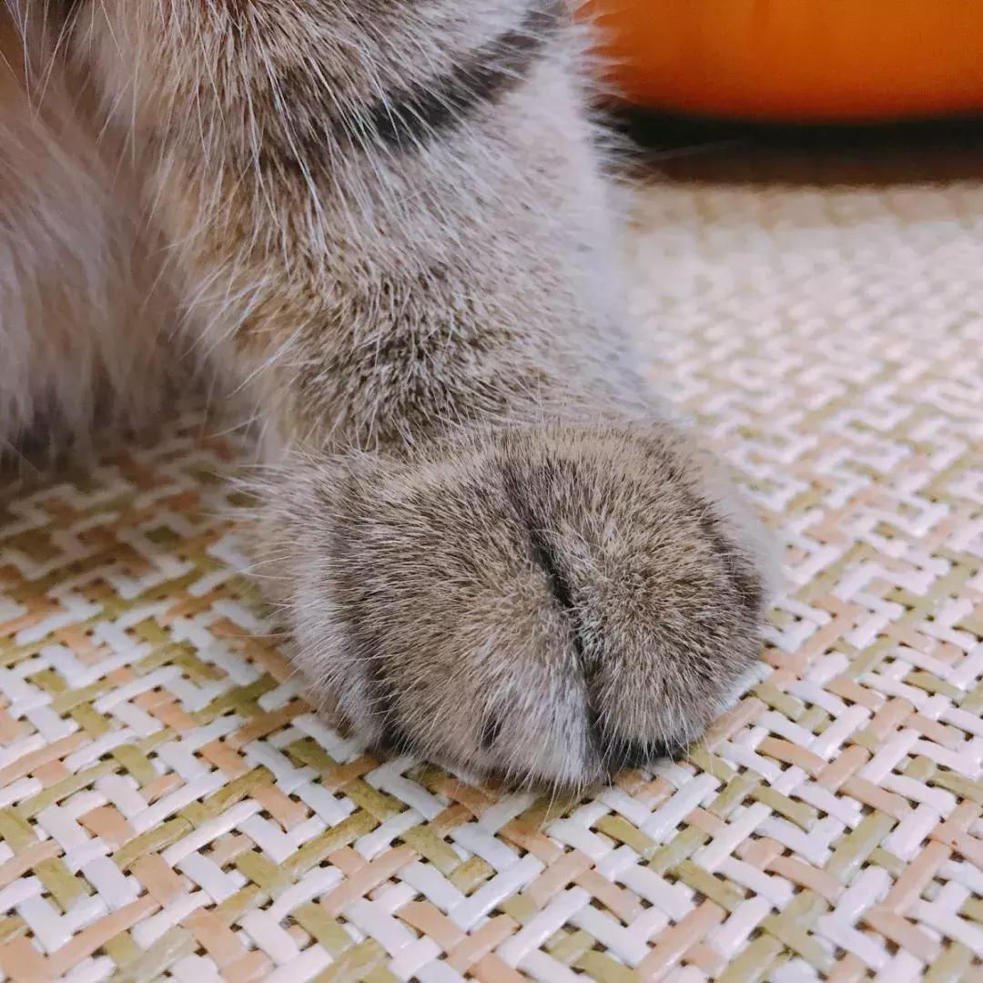 福利社|别抢咯，进来领猫爪杯啦！