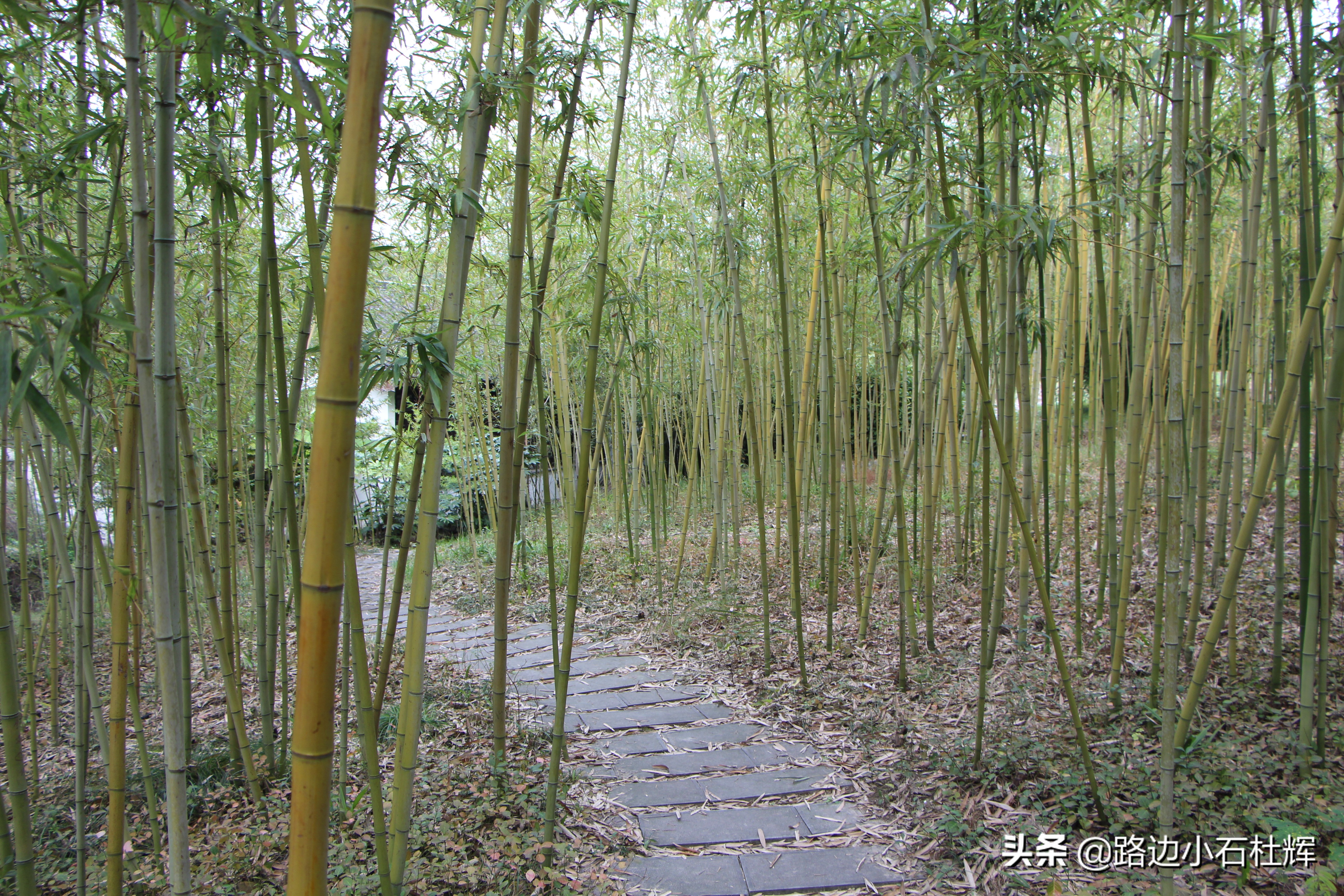 扬州瘦西湖之行,扬州瘦西湖游一圈