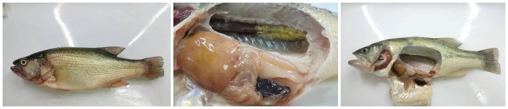 加州鲈鱼虹彩病毒症状及治疗方法