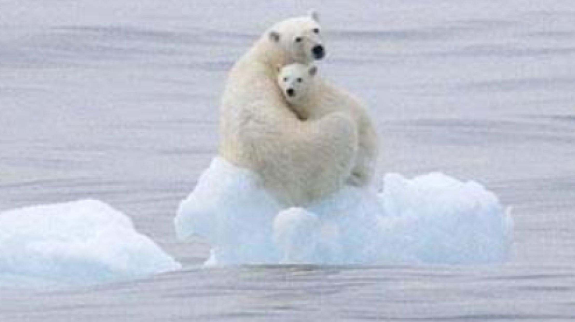 极地冰盖融化会造成什么样,南北极冰盖融化海平面会升高多少