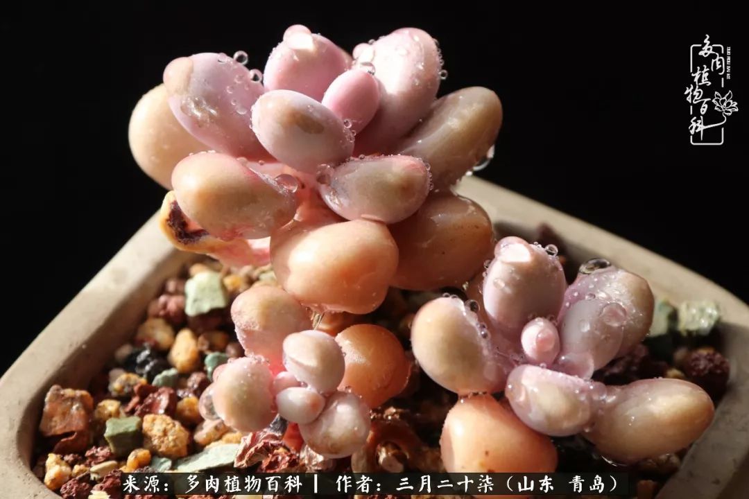 有多肉，有狗狗，给生活多一点惊喜