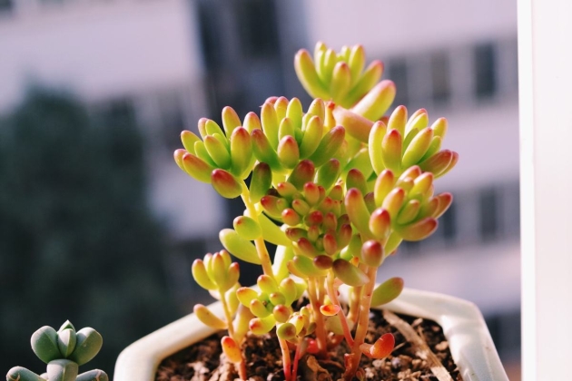 虹之玉叶子有白毛慢慢干枯咋回事,虹之玉叶子扁了怎么办