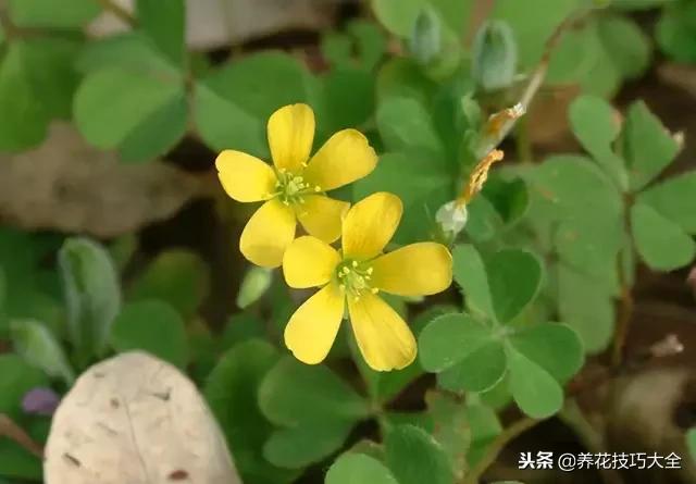 常见小区绿化100种植物图片,常见的水生植物有哪些种