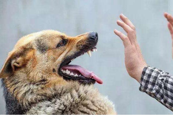 养狗天天生气怎么办,养狗须知狗有眼屎