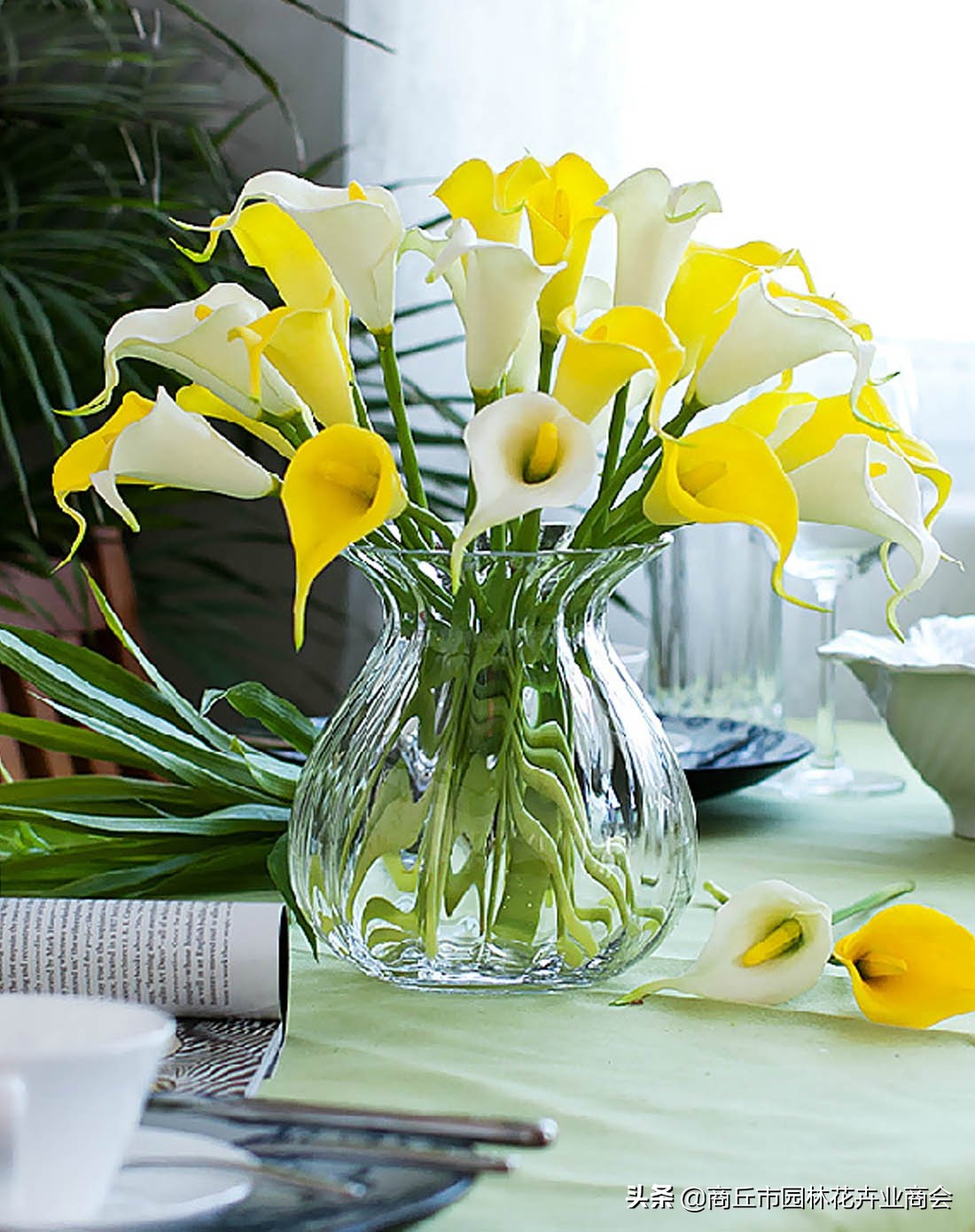 彩色马蹄莲怎么养好看,彩色马蹄莲花变成绿色了