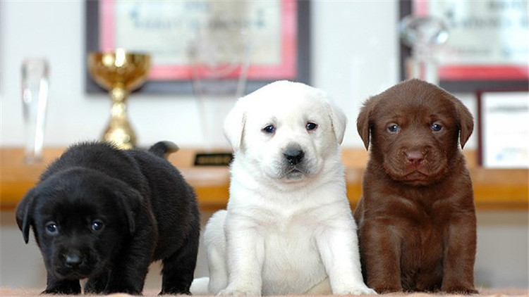 怎么辨别血统拉拉和普通拉拉,拉拉怎么辨别纯种