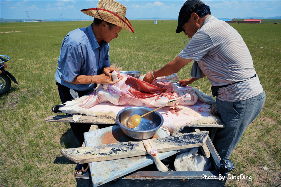 内蒙古杀羊最快的方法,大草原杀羊
