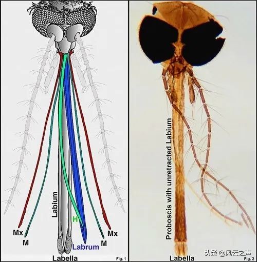香蕉为啥可以点屏幕,为什么香蕉可以触屏