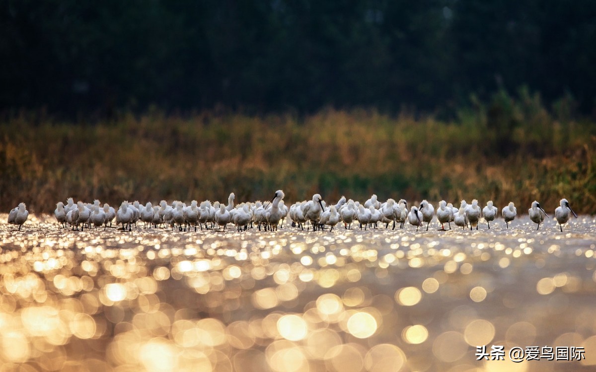 2020观鸟大年,观鸟大年完整版