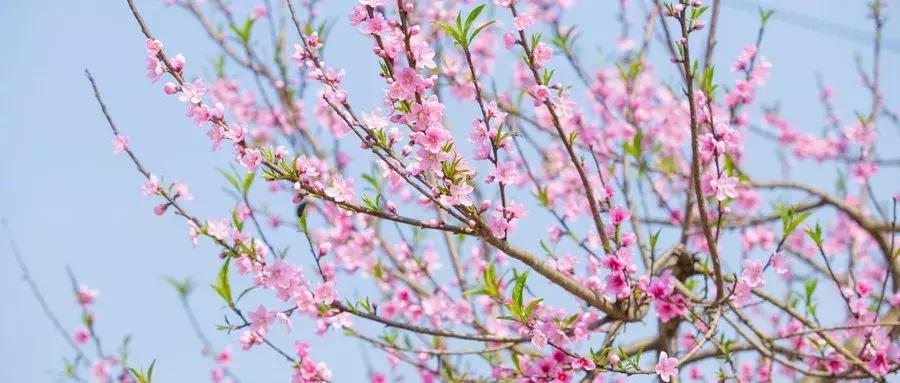 世间最风雅的茶,人生雅趣莫过于诗酒花茶