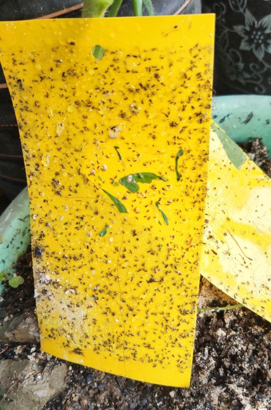 春天养花小黑飞,灭花盆黑小飞虫最简单的方法