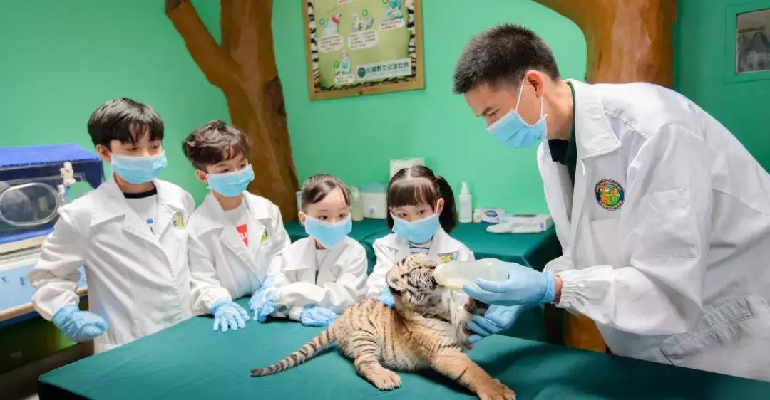 带小婴儿长隆动物园游玩攻略,亲子游玩广州熊猫酒店长隆攻略