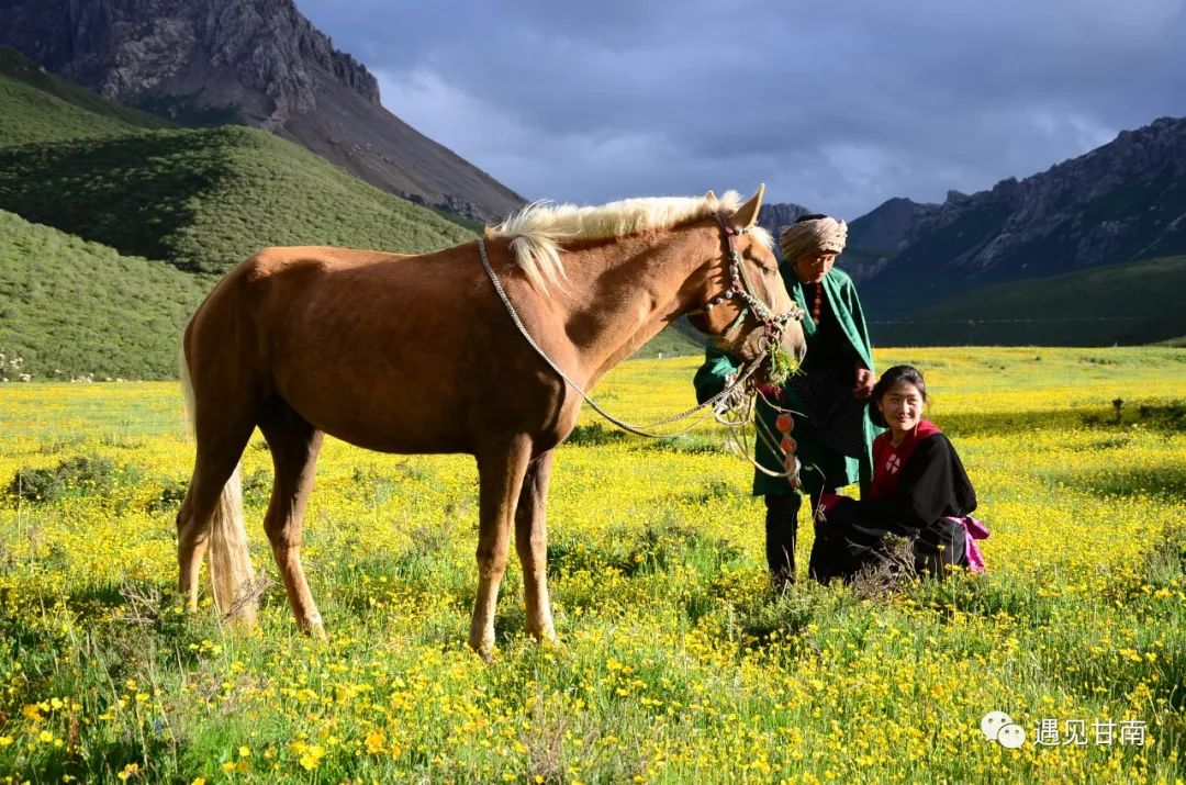 夏天的草原玛曲,夏天的玛曲草原