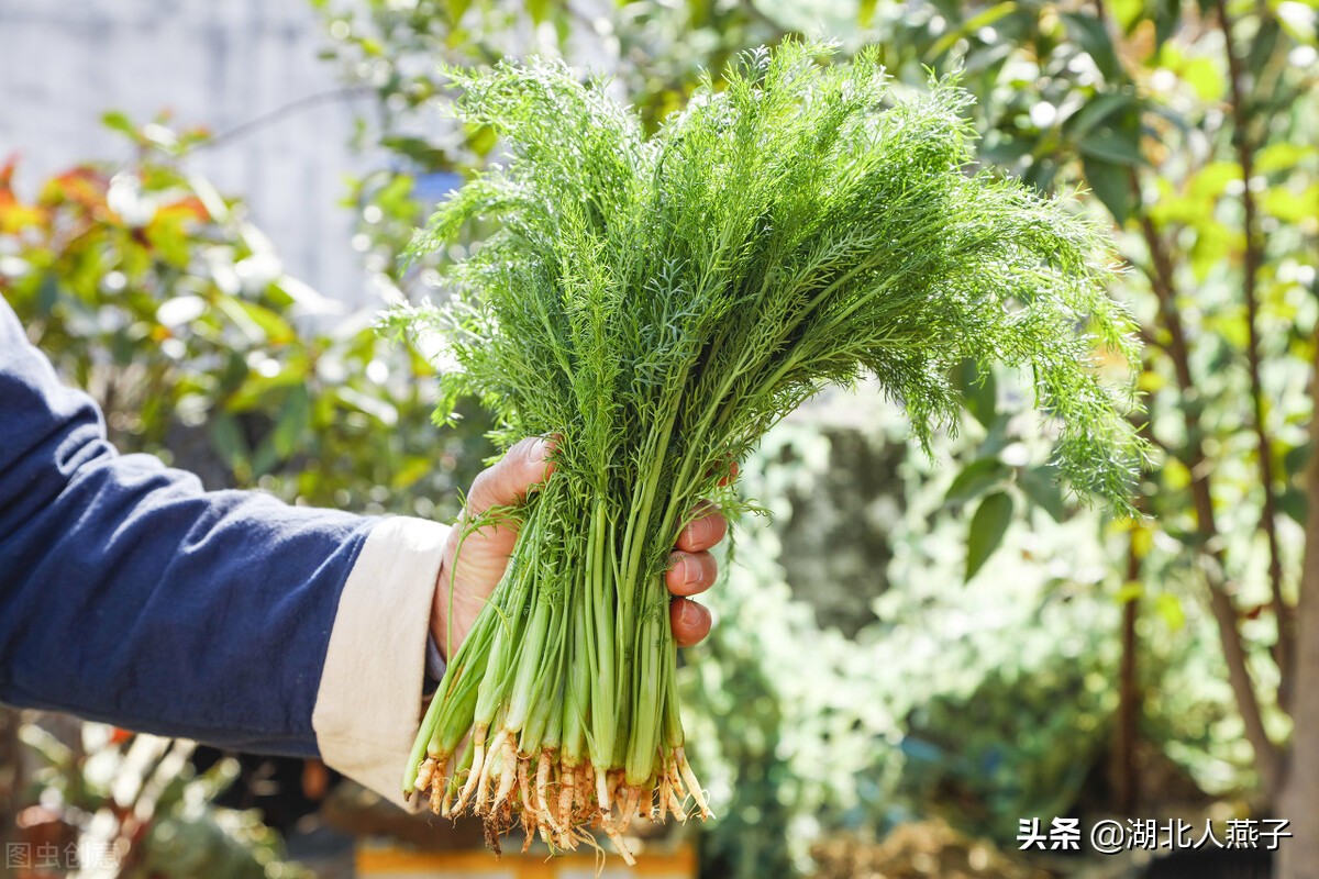 常见野菜的种类和图片大全 (各种野菜大全带图片)