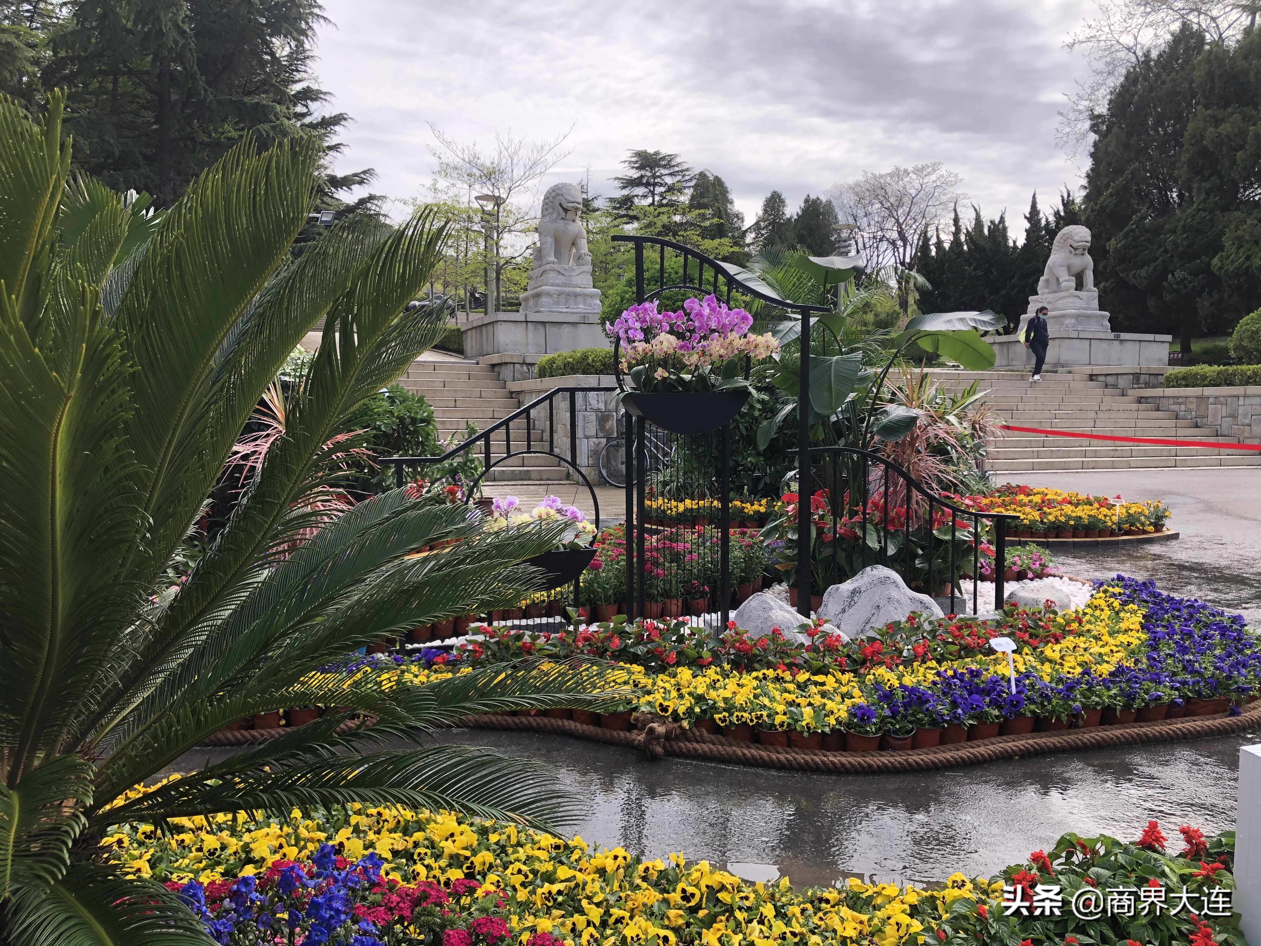 大连花卉展览会在哪里,大连花木公司直播