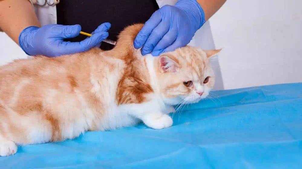 林可霉素可以治猫口腔炎吗,猫得了口腔炎用啥消炎药见效快