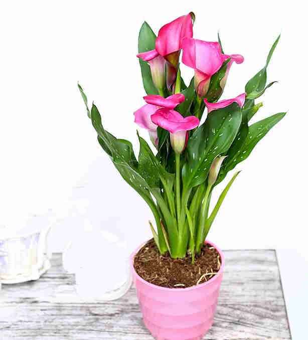 马蹄莲可以种在屋里吗,马蹄莲可以放屋里吗