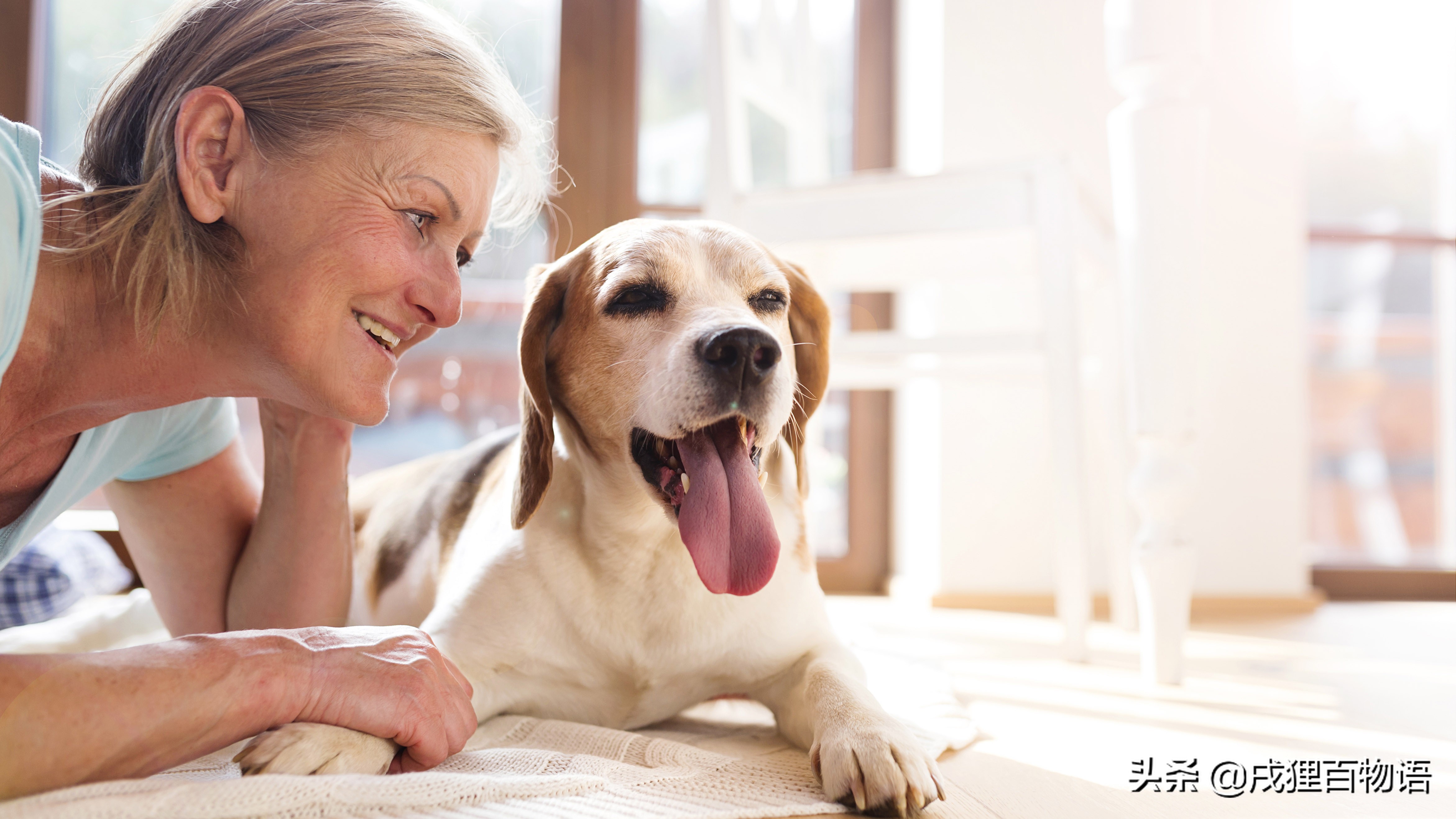 狗狗肘子秃了红肿,怎么避免大狗肘子秃