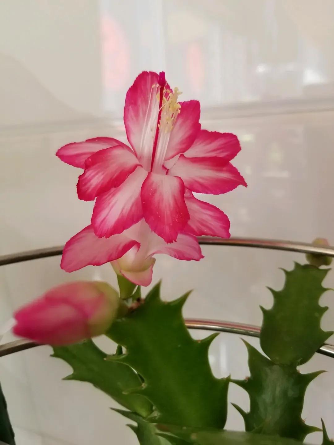 蟹爪兰20棵,有20株蟹爪兰适合多大的盆