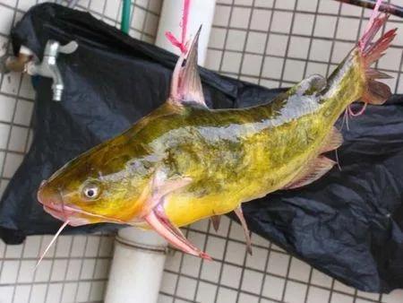 黄颡鱼发病和饲料关系,黄颡鱼爆病的原因