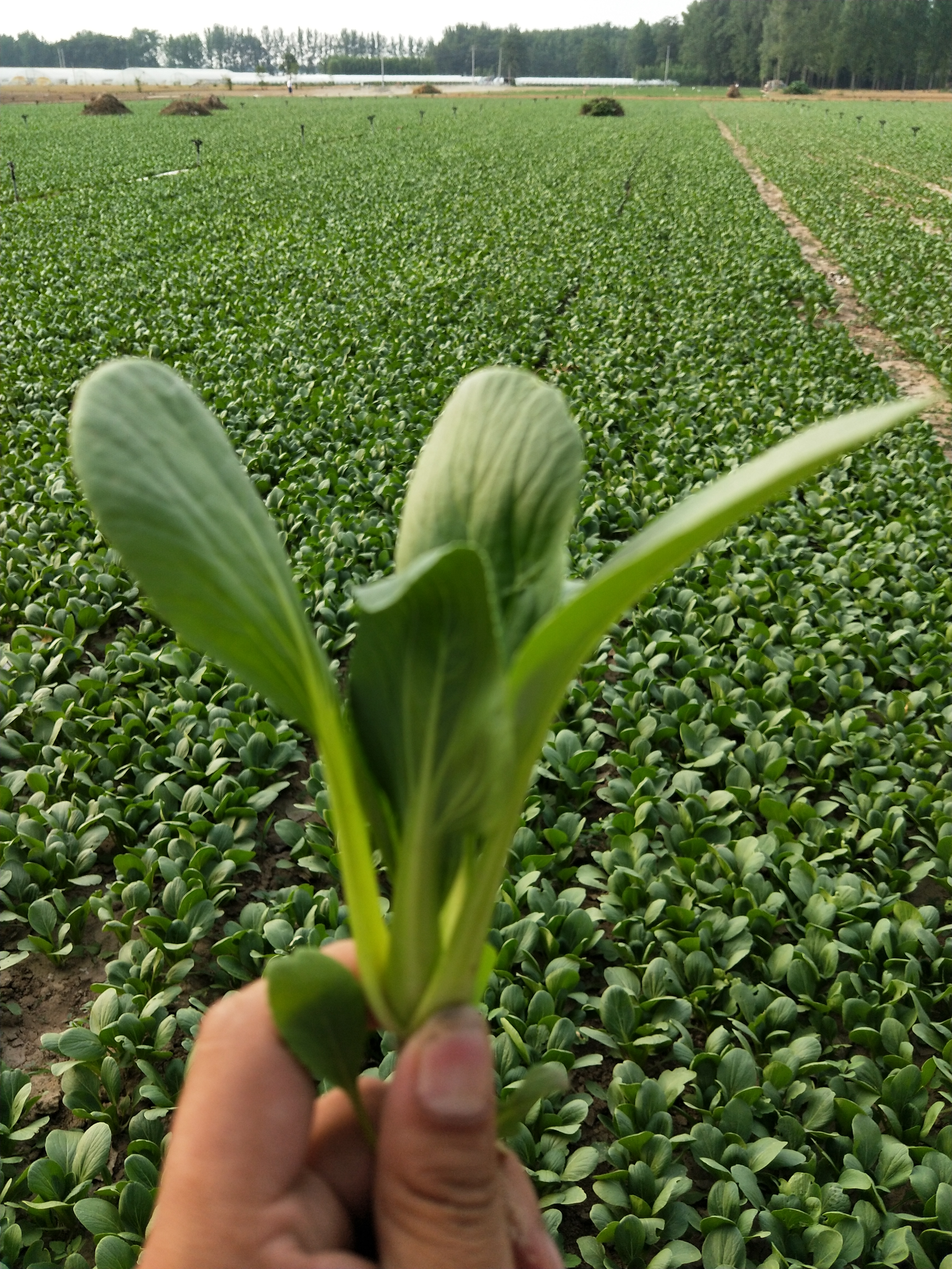 立足北京新发地，打通农产品产销供应链的80后小伙