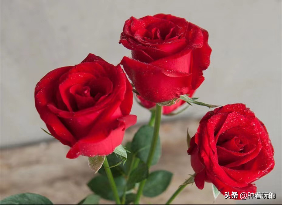 七夕礼物送什么好,七夕礼物送什么推荐