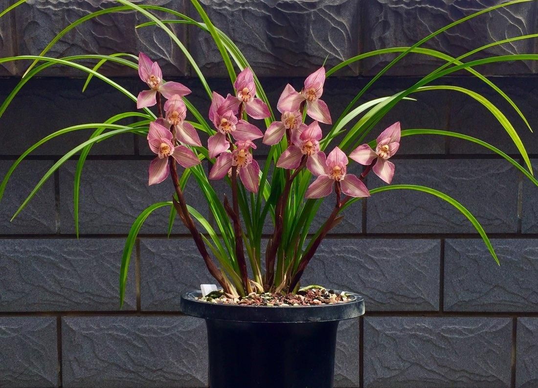 四川下山的一颗翻版蝉翼红荷，后来成为兰家争相收藏的精品